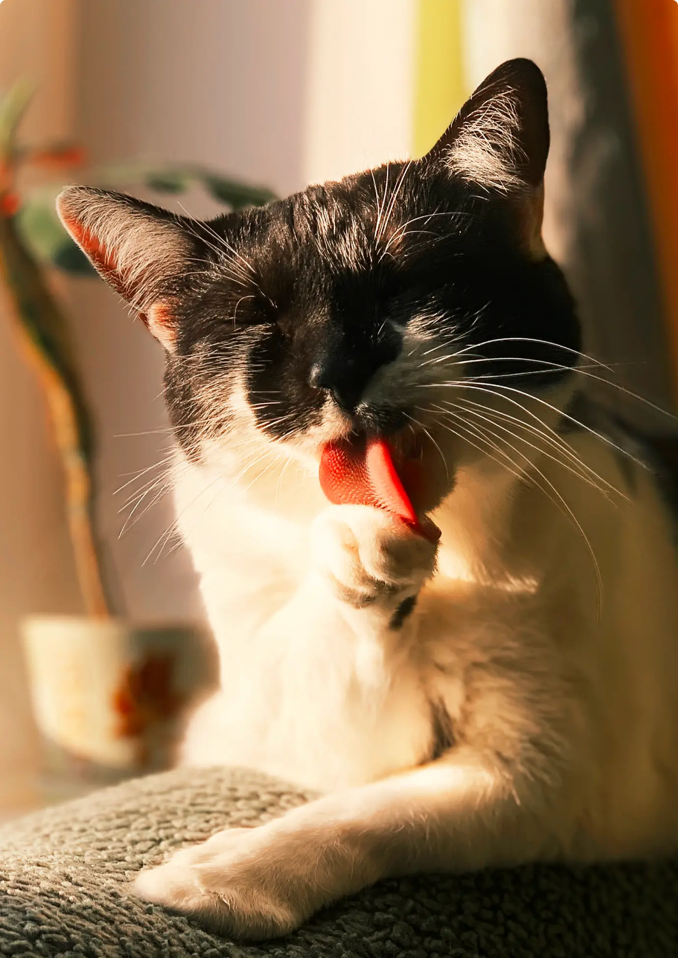 Frame 1000003521 (7)